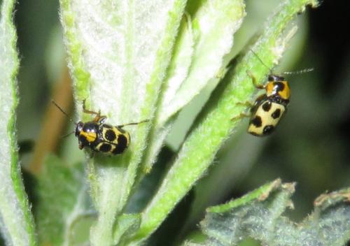 Réf. 238 809 : Cryptocephalus decemmaculatus